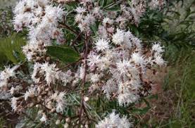 Image result for Vernonanthura polyanthes