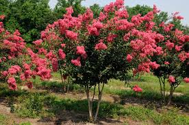 crapemyrtle chart worthington farms inc