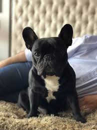 Blackfrenchie Blackfrenchbulldog Frenchie Frenchbulldog French Bulldog Puppies French Bulldog French Bulldog Dog