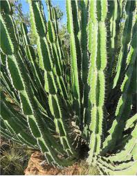 Image result for Chorisochora transvaalensis