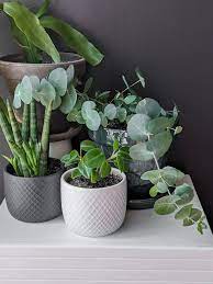 Every plant has different type of light, feed and water requirements. Eucalyptus Plant Care How To Care For Potted Eucalyptus