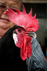 Barbezieux Chicken Photos Google Search Poulets Coq Dessin Coq