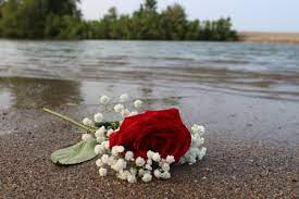 David beckham wallpaper for iphone xr. Rose On A Beach Flowers Nature Background Wallpapers On Desktop Nexus Image 2418948