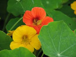 Il nostro olio essenziale di arancio proviene direttamente dalla sicilia dopo la raccolta, perció il suo profumo é quindi fresco ed intenso! Nasturzio Tropaeolum Consigli Coltivazione E Cura