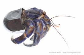 Remove the extra health and add more armor (damage block). Shawn Miller On Twitter Meet Lug Nut A Blueberry Hermit Crab Adapting A Lug Nut Adaptation Okinawa Hermitcrab Environmental Canon