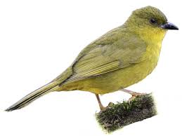 Image result for Ochthocharis