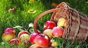 На майдан незалежності у трускавці, що перед колишньою куротною поліклінікою, повертаються торгові намети, проти яких містяни вже неодноразово. Vidkushuyuchi Osvyachene Yabluko Zagadajte Bazhannya Visokij Zamok