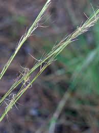 Image result for Aristida canescens