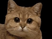 45 cute funny cat wallpaper aesthetic iphone backgrounds that will melt your heart (free download! Cute Glitter Wallpaper Gifs Tenor