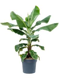 Image result for Musa Cavendish