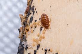 How did i get bed bugs? What Causes Bed Bugs And How To Identify And Get Rid Of Them