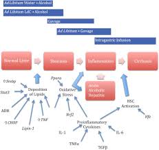 Murine Models Of Acute Alcoholic Hepatitis And Their Relevance To Human Disease Sciencedirect