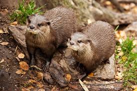 But since 1985, the endangered animals with brown fur have been spotted five times. Animal Brown Two Otters Fur Furry Free Image From Needpix Com