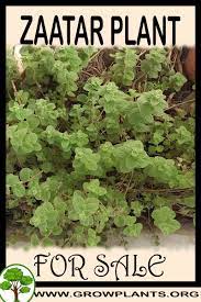 A very frost tender plant, true o. Zaatar For Sale Grow Plants