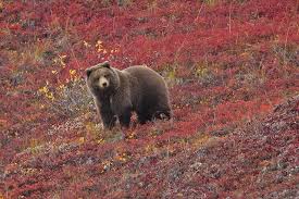 Monster Grizzly Bear Google Search Animals Beautiful Bear Weather Underground