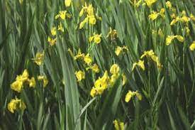 Images And Information On Yellow Iris