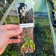 Image result for Aeranthes africana