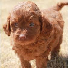 Doodle squad puppies provides premium goldendoodle puppies in delaware, ohio and hillsborough, nc. Toy Apricot Labradoodle Puppies For Sale Labradoodles In Archbold Ohio Labradoodle Dogs Labradoodle Puppies