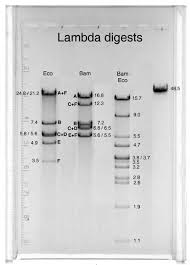 El ciclo lítico es una de las dos formas que tienen algunos virus para completar su ciclo de vida en el interior de las células que infectan. Lambda Dna