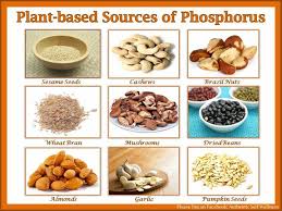 Plant Based Sources Of Phosphorus Nutritious Meals Food