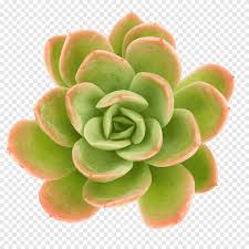 Of course, succulent plants are simple to nurture in drought conditions. Succulent Plant Echeveria Cactaceae Stonecrop Succulent Leaf Plant Stem Png Pngegg