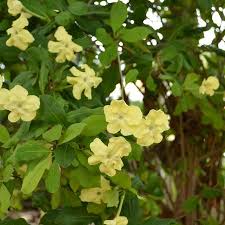 Image result for Ventilago