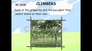 The canopy offers sources of food, shelter, and hiding places, providing for interaction between different species. Kids Science Types Of Plants Youtube