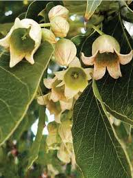 Image result for Brachychiton populneus