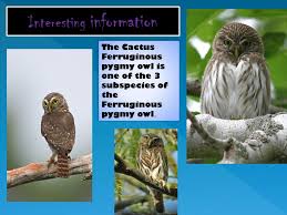 There is no one life span for a cactus.specifically, the life span depends upon the kind of cactus. Ppt Cactus Ferruginous Pygmy Owl Powerpoint Presentation Free Download Id 2298919