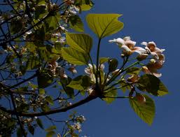 Image result for Vernicia