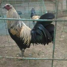 Nama ayam peru sebenarnya masih sangat jarang bisa kita dengar di indonesia. Ayam Philipin Murah Terbaik Segar May 2021 Harga Murah