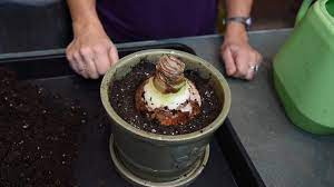 How To Pot An Amaryllis Bulb Amaryllis Bulbs Amaryllis Bulb