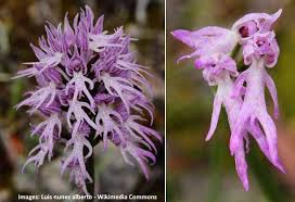 It is native to the canary islands. Unusual Cool And Unique Plants With Weird Flowers With Pictures