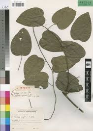 Image result for Triclisia