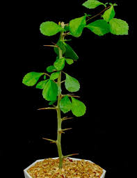 Image result for Commiphora