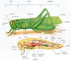 Grasshopper Dissection Lab Companion Grasshopper Anatomy Dissection