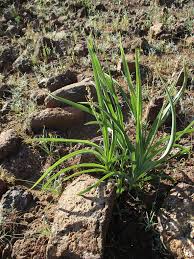 Image result for Chlorophytum anceps