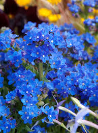 Forget me not flowers rapid city. Anniesannuals