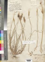 Image result for Enteropogon