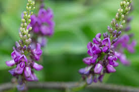 Image result for Lonchocarpus