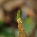 Image result for Lomariopsis guineensis