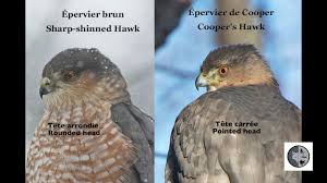 Cooper's hawk vs sharp shinned. Difference Entre Epervier Brun Et De Cooper Sharp Shinned Hawk Vs Cooper S Hawk Youtube