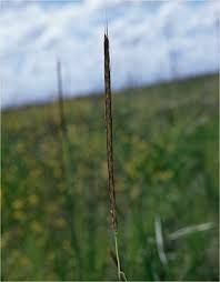 Image result for Dichanthium