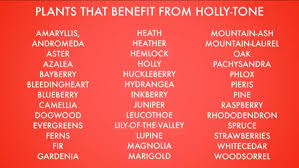 Plants That Benefit From Holly Tone Mountain Ash Mountain Laurel Plants