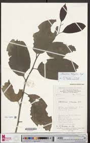 Image result for Strombosia scheffleri