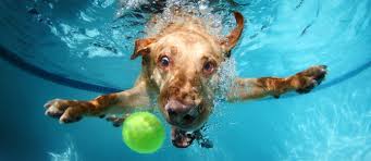 Labrador Cute Animals Funny Underwater Dog 5k Wallpaper Hdwallpaper Desktop Underwater Dogs Dog Photography Labrador Dog
