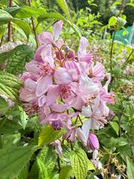 Image result for Deutzia x hybrida ′Mont Rose