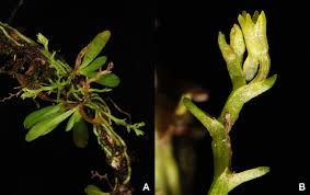 Image result for Taeniophyllum