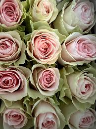 Image result for Peach Pink 1977 Hussmann