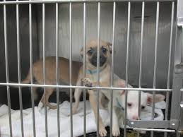 Favorite this post jun 23 27 Dogs Surrendered To Clare County Animal Shelter 9 10 News
